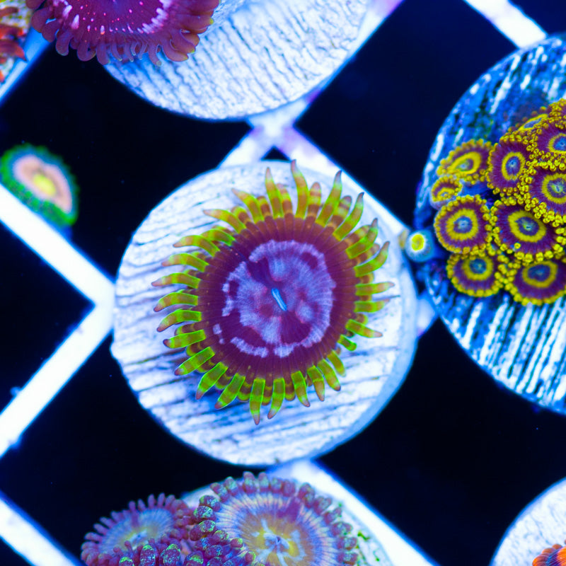 WWC Purple Monster Zoanthid