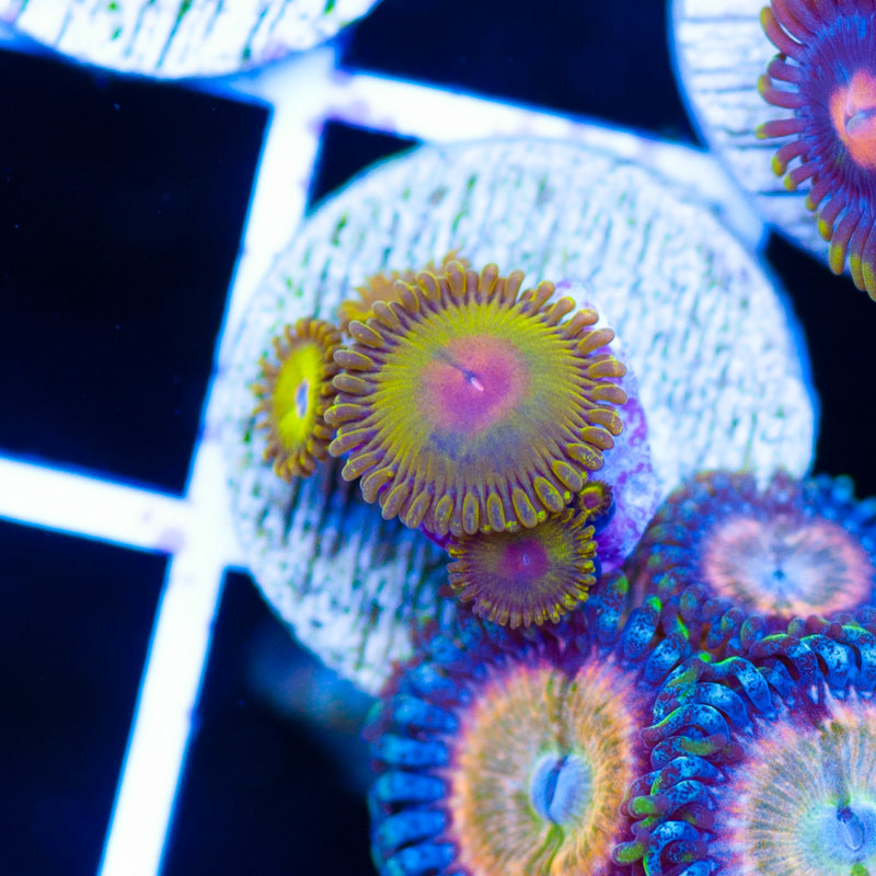 WWC Golden God Zoanthids