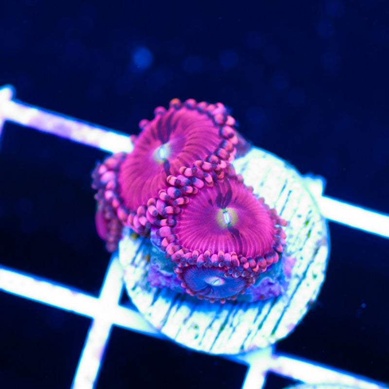 CC Pink Passion Zoanthids