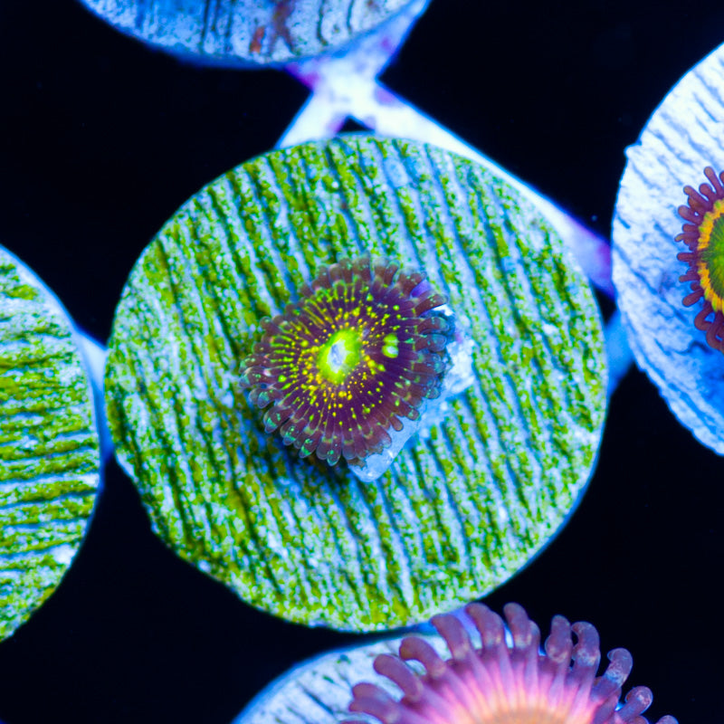 OG Grim Reaper Zoanthids
