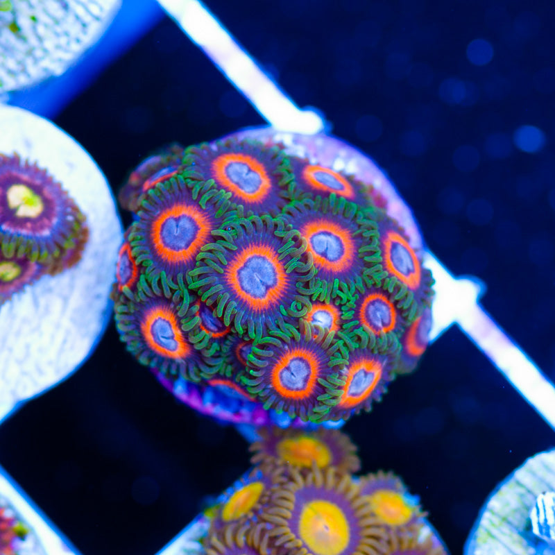 JF Fairy Tale Zoanthids
