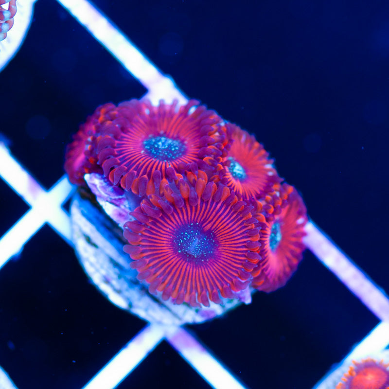 OG Magician Zoanthids
