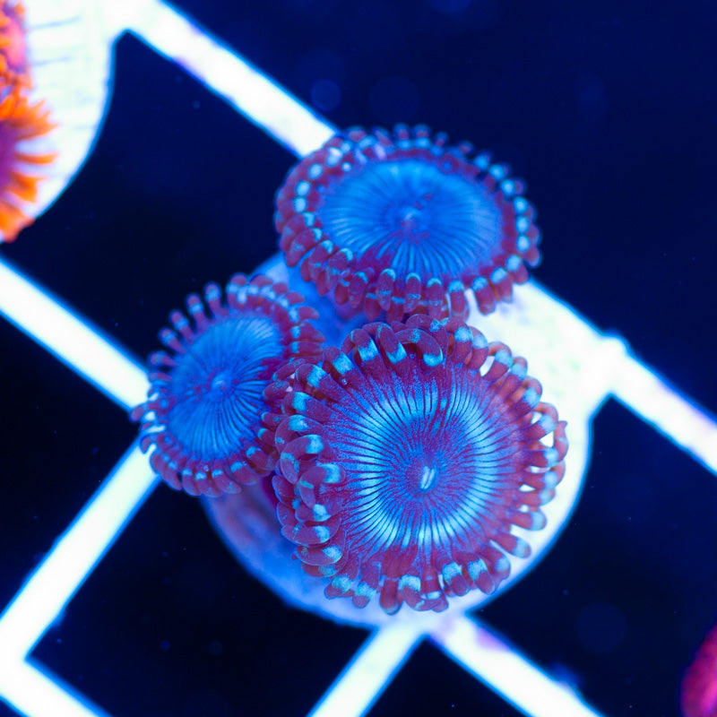 Frozen Armageddon Zoanthids