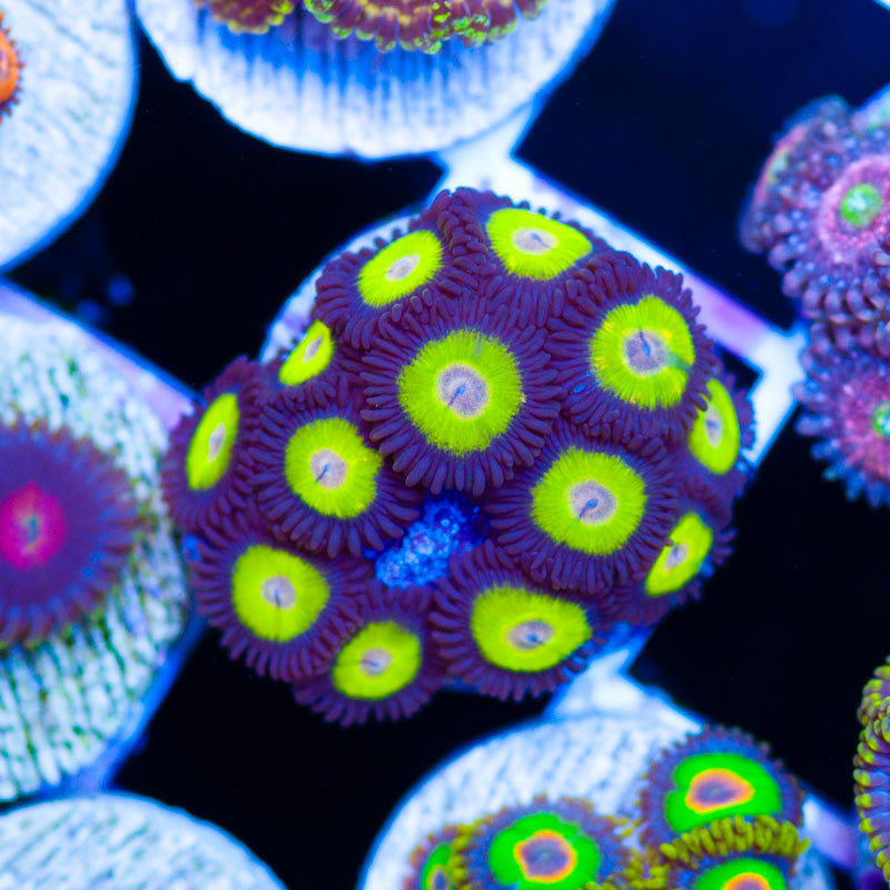 Teletubby Zoanthids