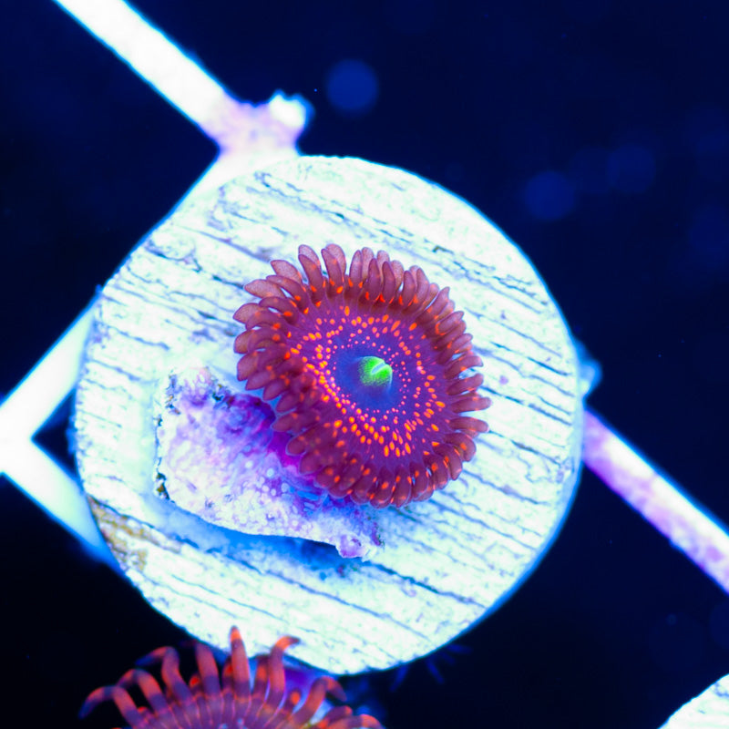 WWC Illuminati Zoanthid
