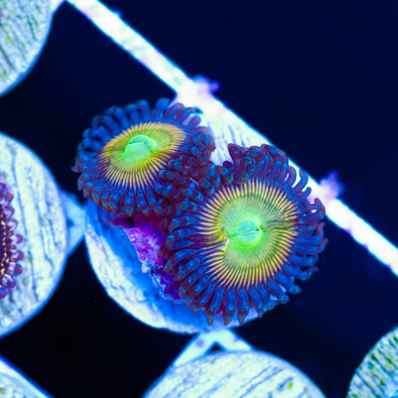 CC Pineapple Express Zoanthids