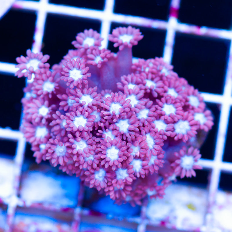 Aussie Pink Goniopora