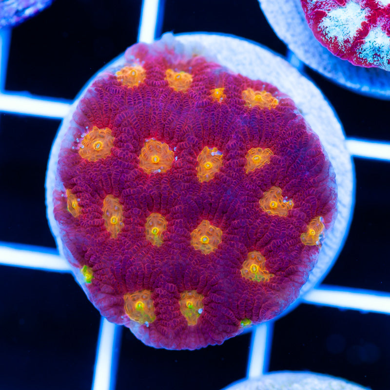 CC Rainbow Tempest Favia