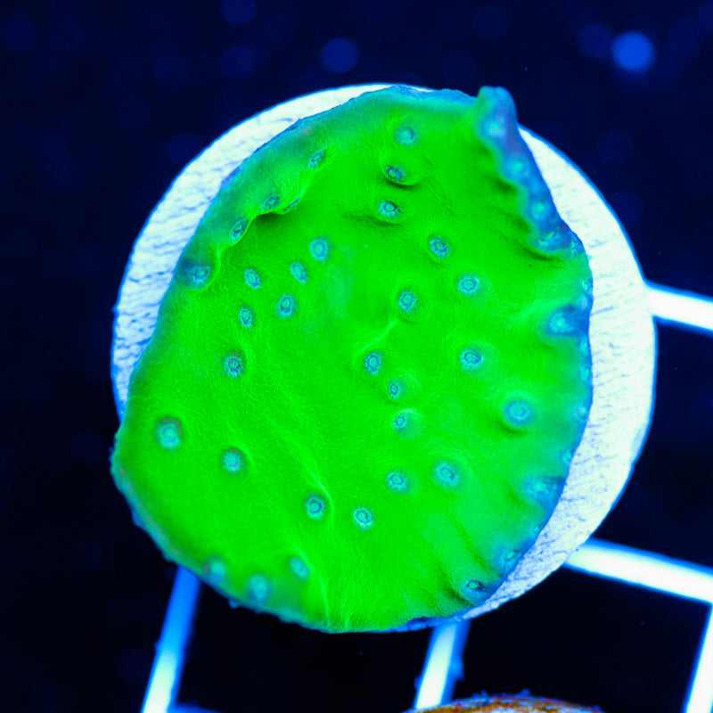 Kryptonite Turbinaria/Vase Coral