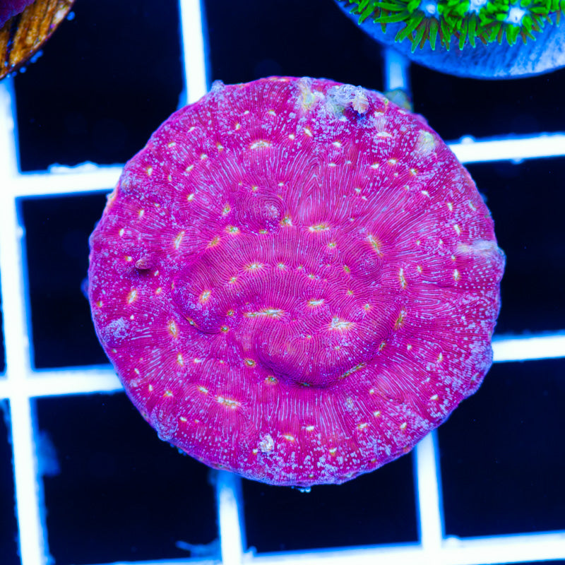 JF Klepto Leptoseris