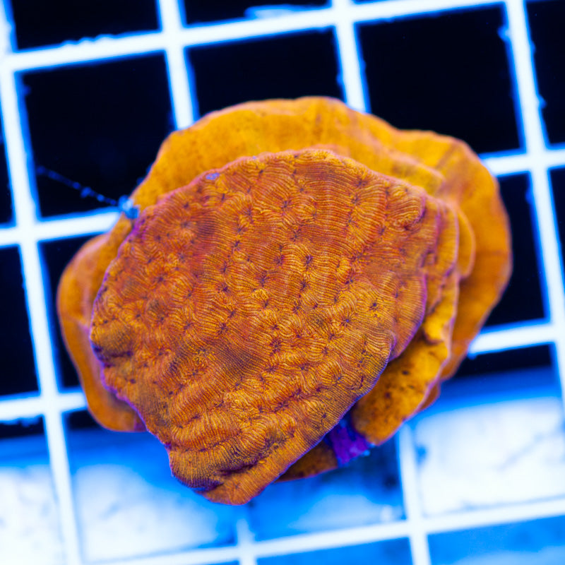CC Tangerine Leptoseris