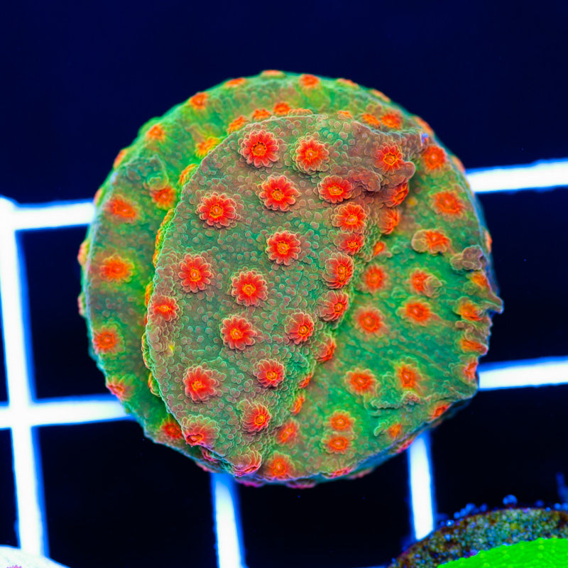CC Solar Flare Cyphastrea