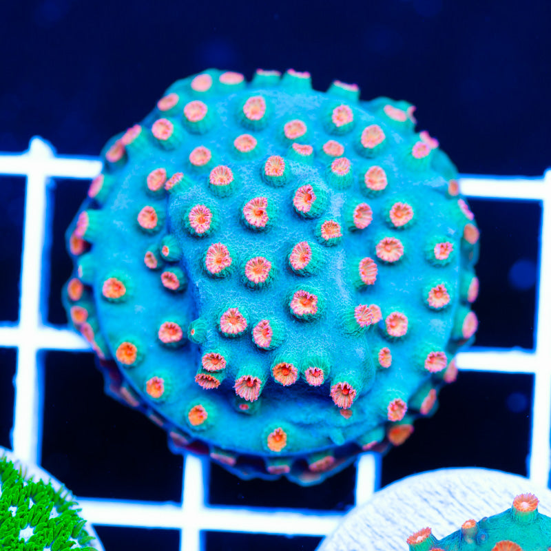 OG Meteor Shower Cyphastrea