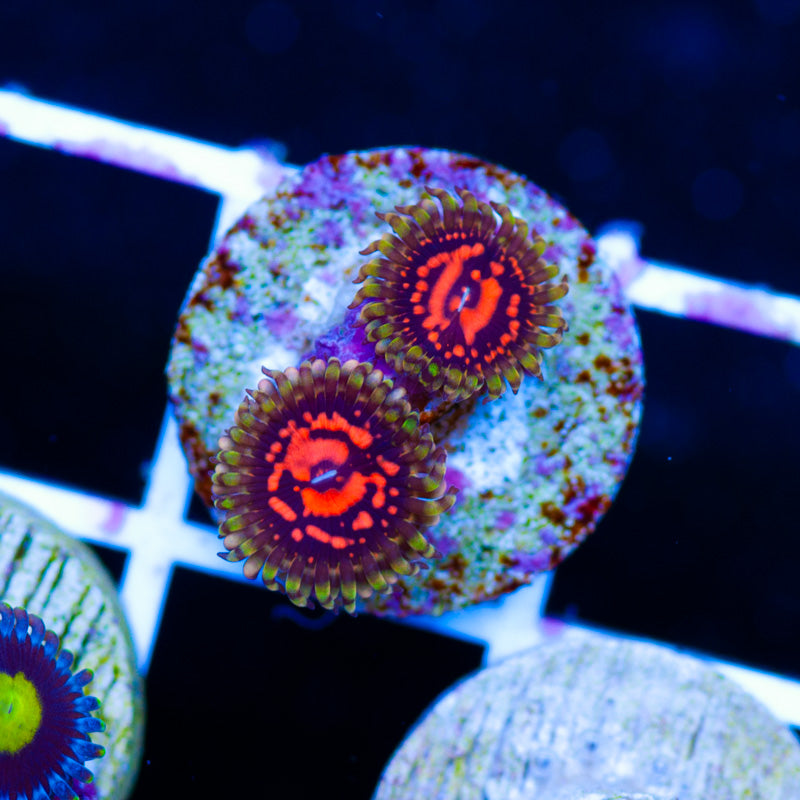 CC Flaming Brohican Zoanthids