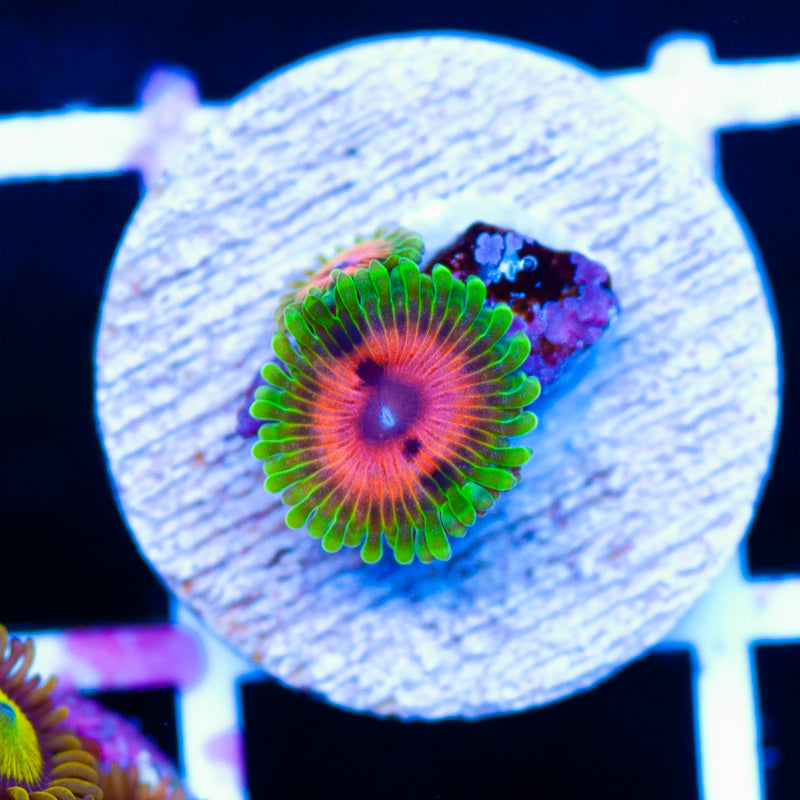 Hallucination Zoanthids