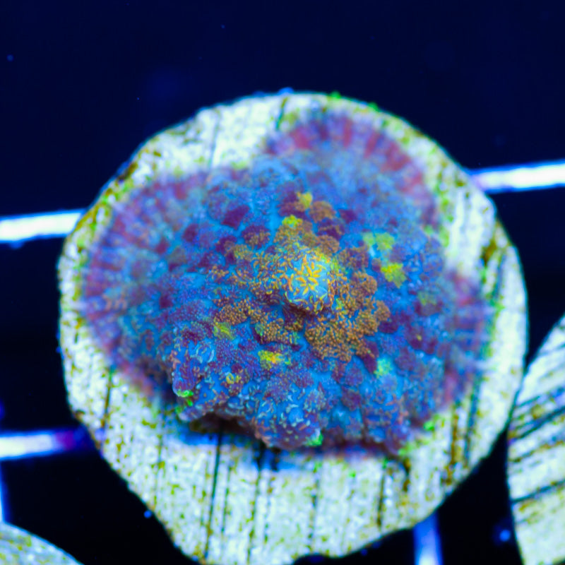 YKYWM Mushroom