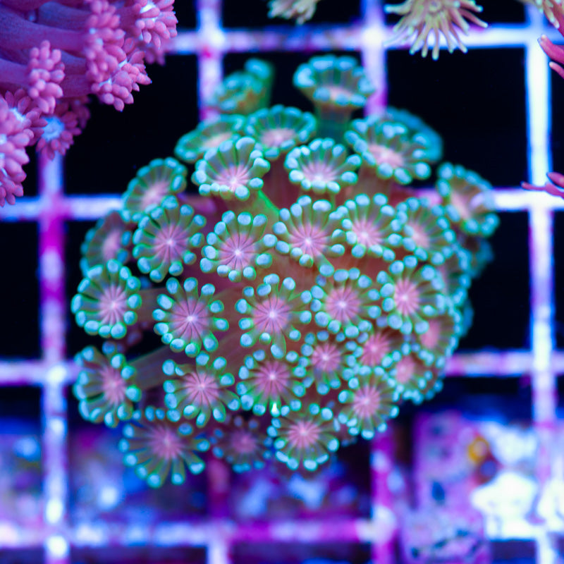 Poison Ivy Alveopora