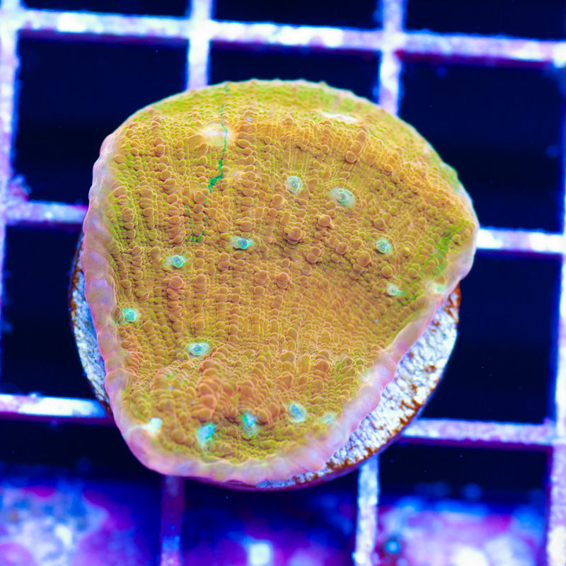 JF Orange Zombie Chalice