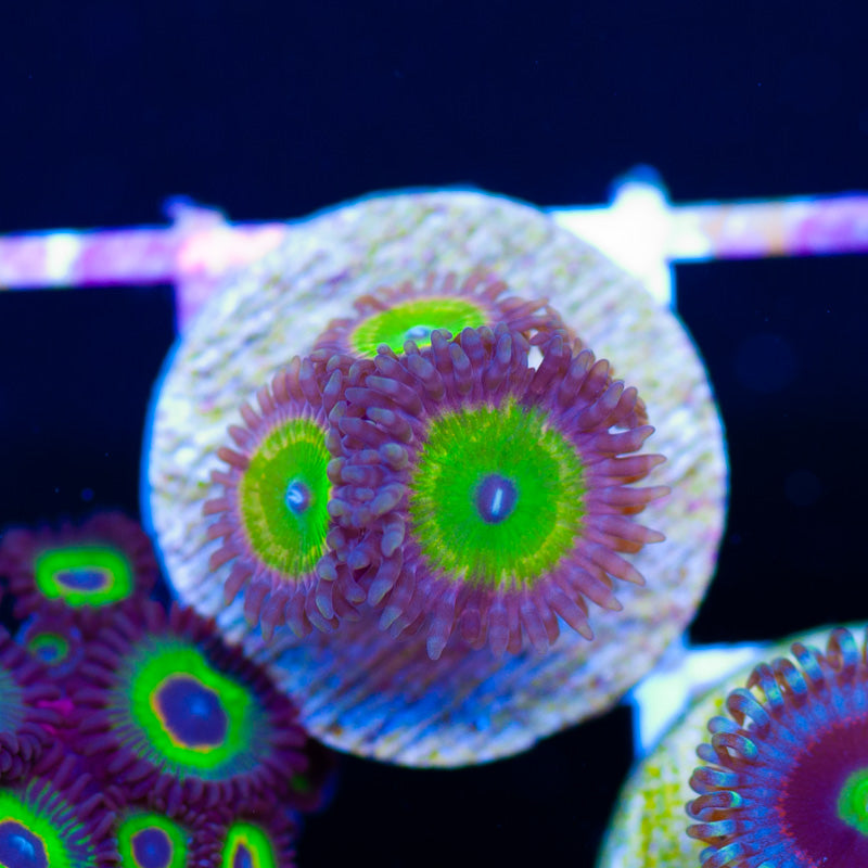 CC Sour Apple Zoanthids
