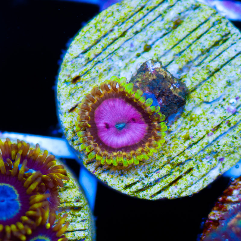 RR Pink Diamond Zoanthid