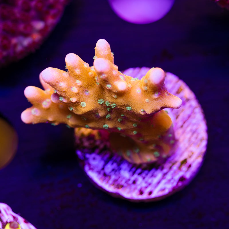 RRC Tropicana