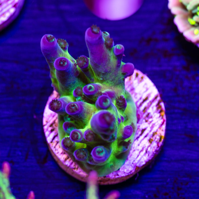 Nick's Purple Passion