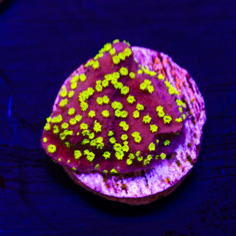 TDF Electric Grape Monti
