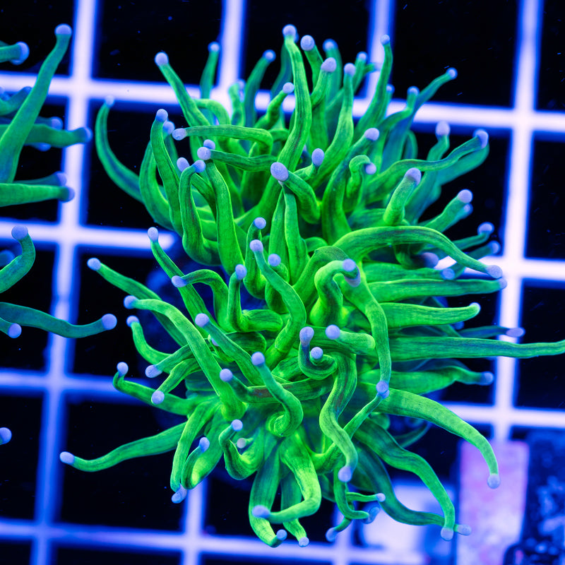 Green Torch #2