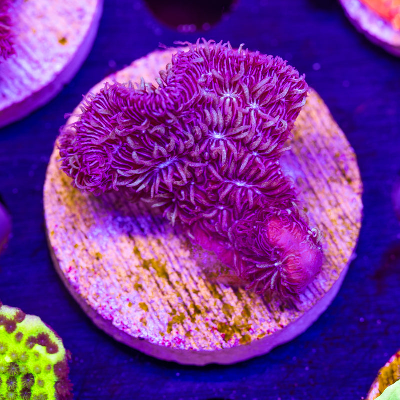 Blue/Green Pavona Maldivensis #1
