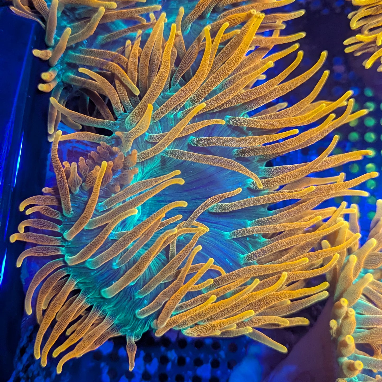 OG Colorado Sunburst Anemone #4