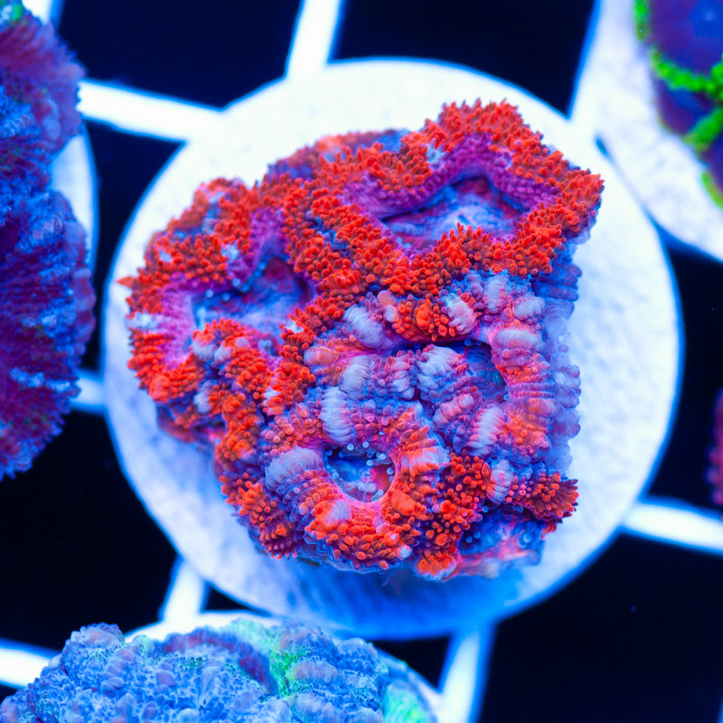 Acan #1
