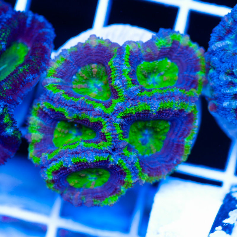 Acan #3