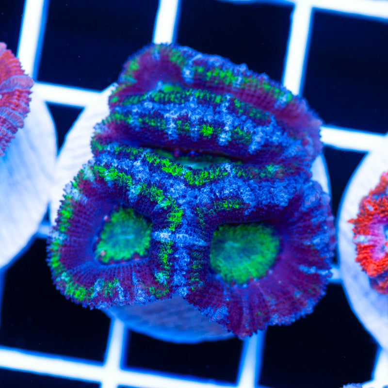 Acan #4