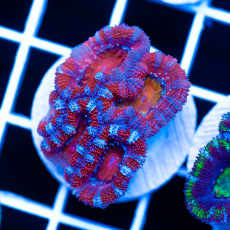 Acan #5