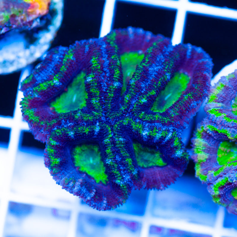 Acan #6