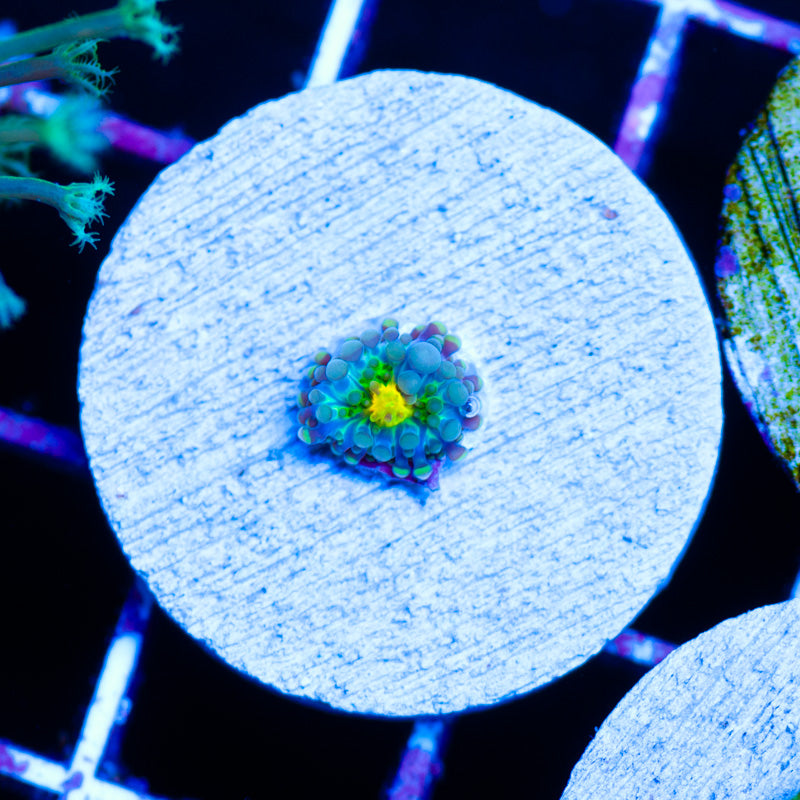 CC Sweet Baby Yuma #1