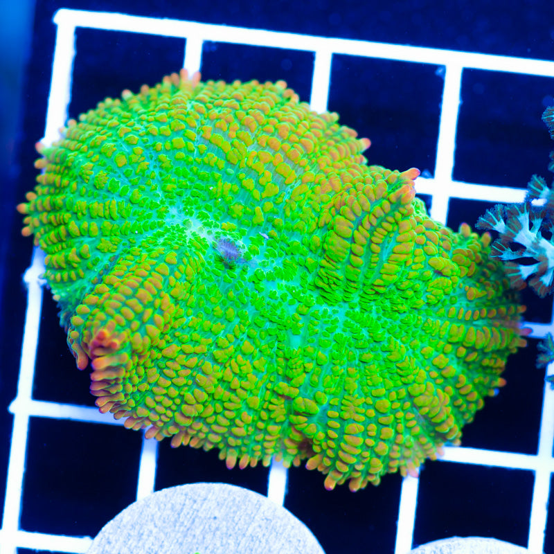 ACI Tequila Sunrise Shroom