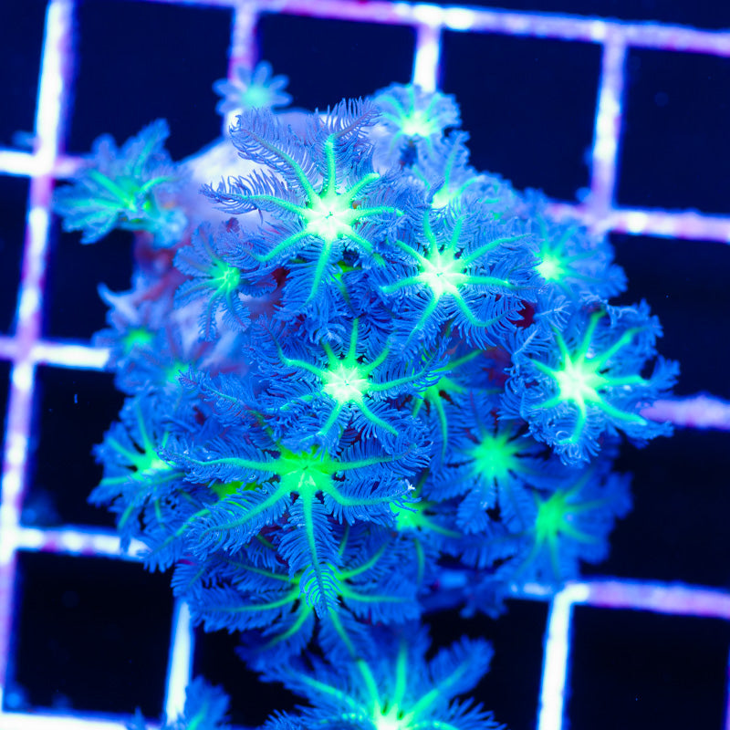 Alieneye Clove Polyps