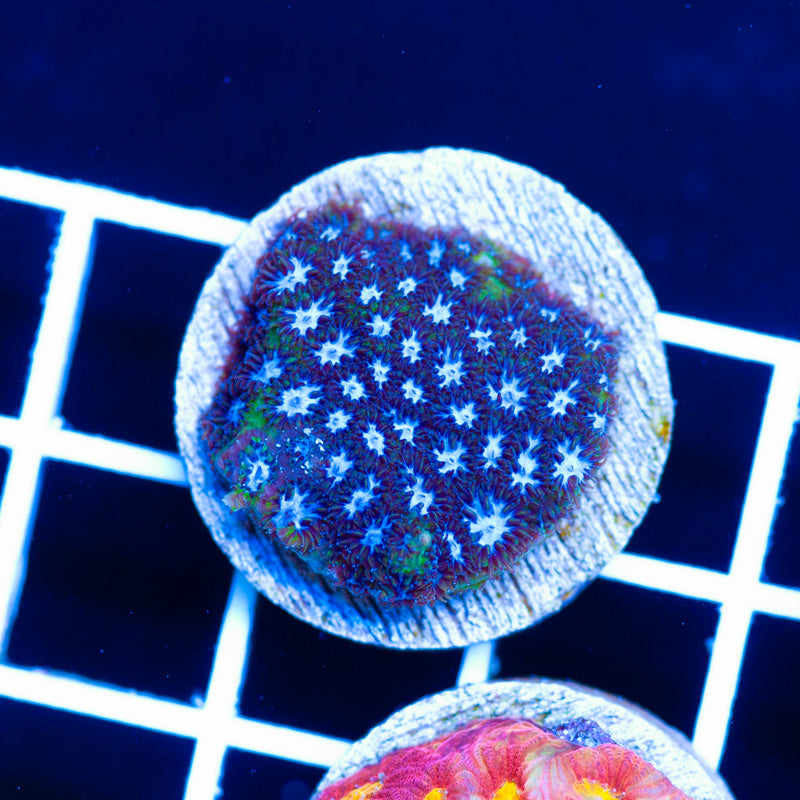 CC Blue Eye Leptastrea