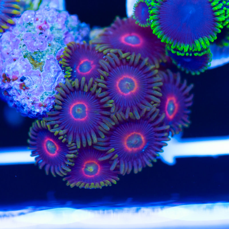 Purple Hearts