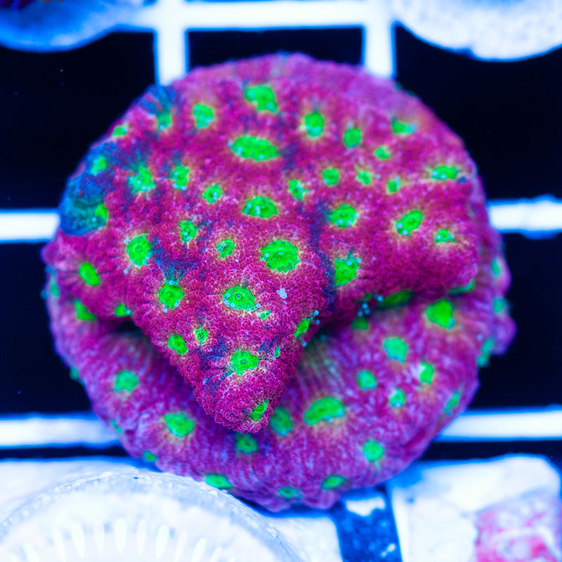 JF Dayglo Favia