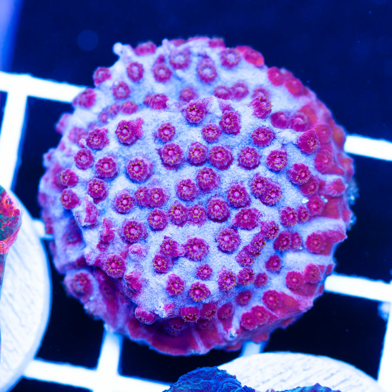 JF Bloody Valentine Cyphastrea