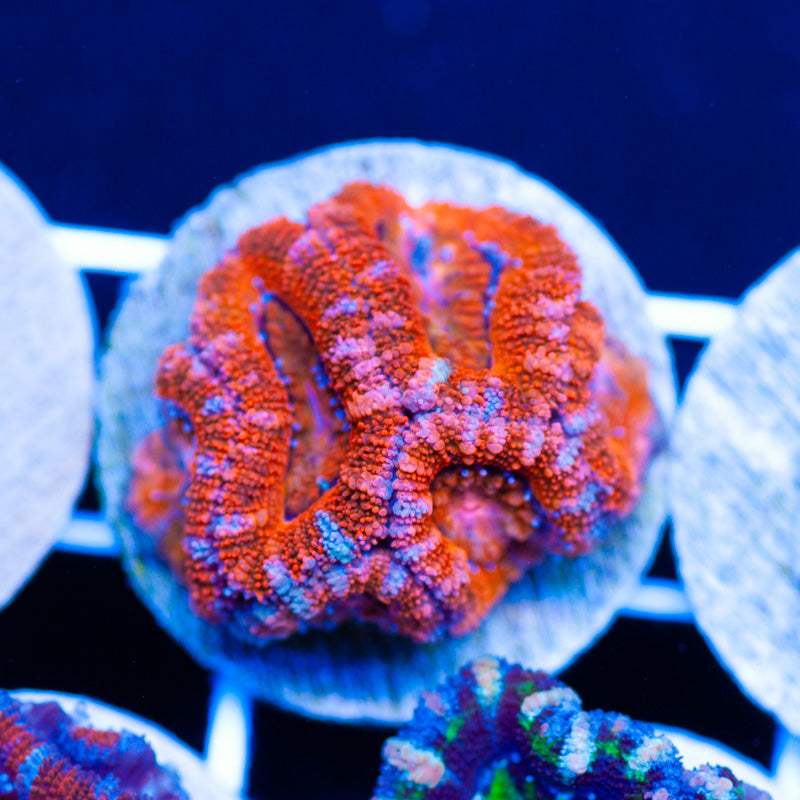 Acan #2