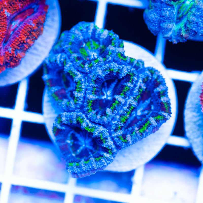 Acan #6