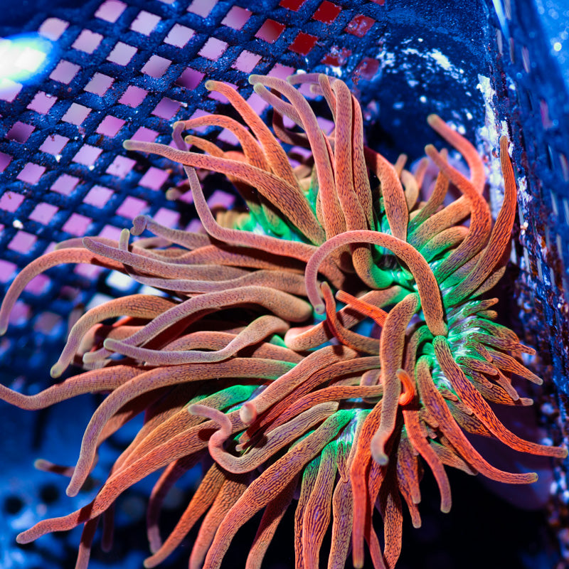Mak Inferno Bubble Tip Anemone