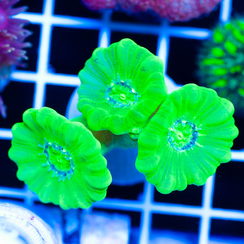 Kryptonite Trumpet Coral