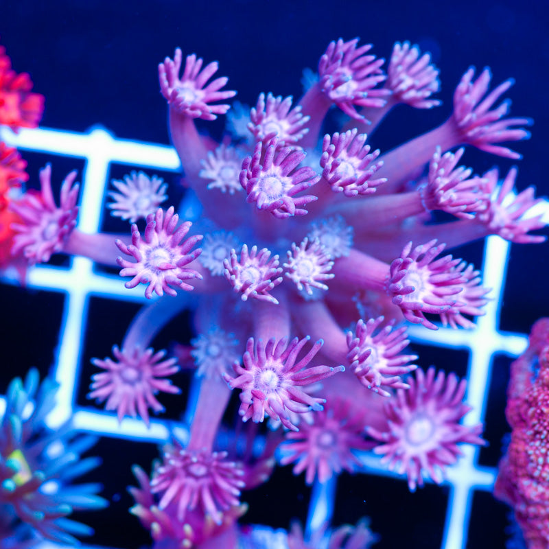 CC Pink Panther Goniopora