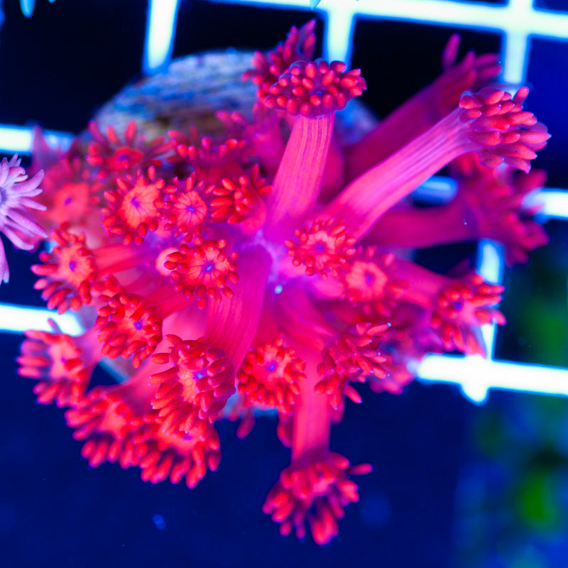 ORA Ultra Red Goniopora #1