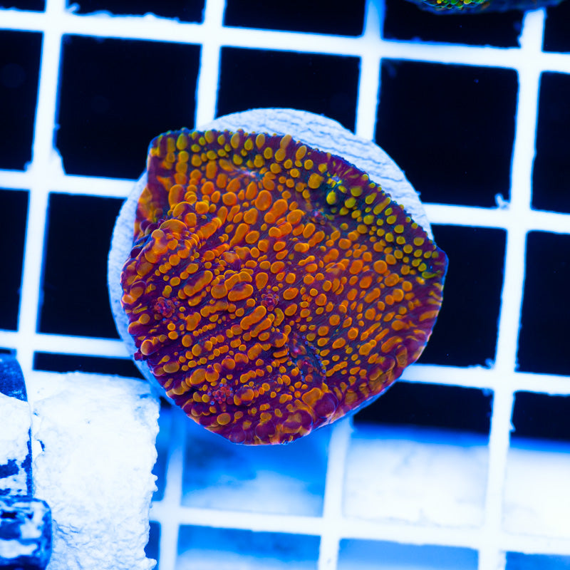 CC Cloudberries Chalice