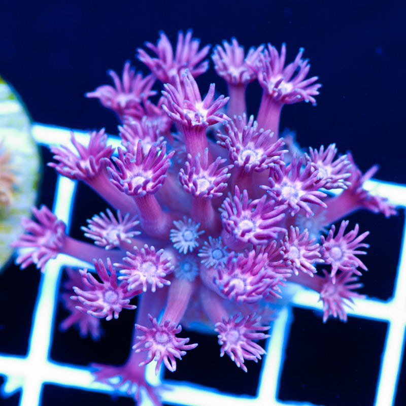 CC Pink Panther Goniopora